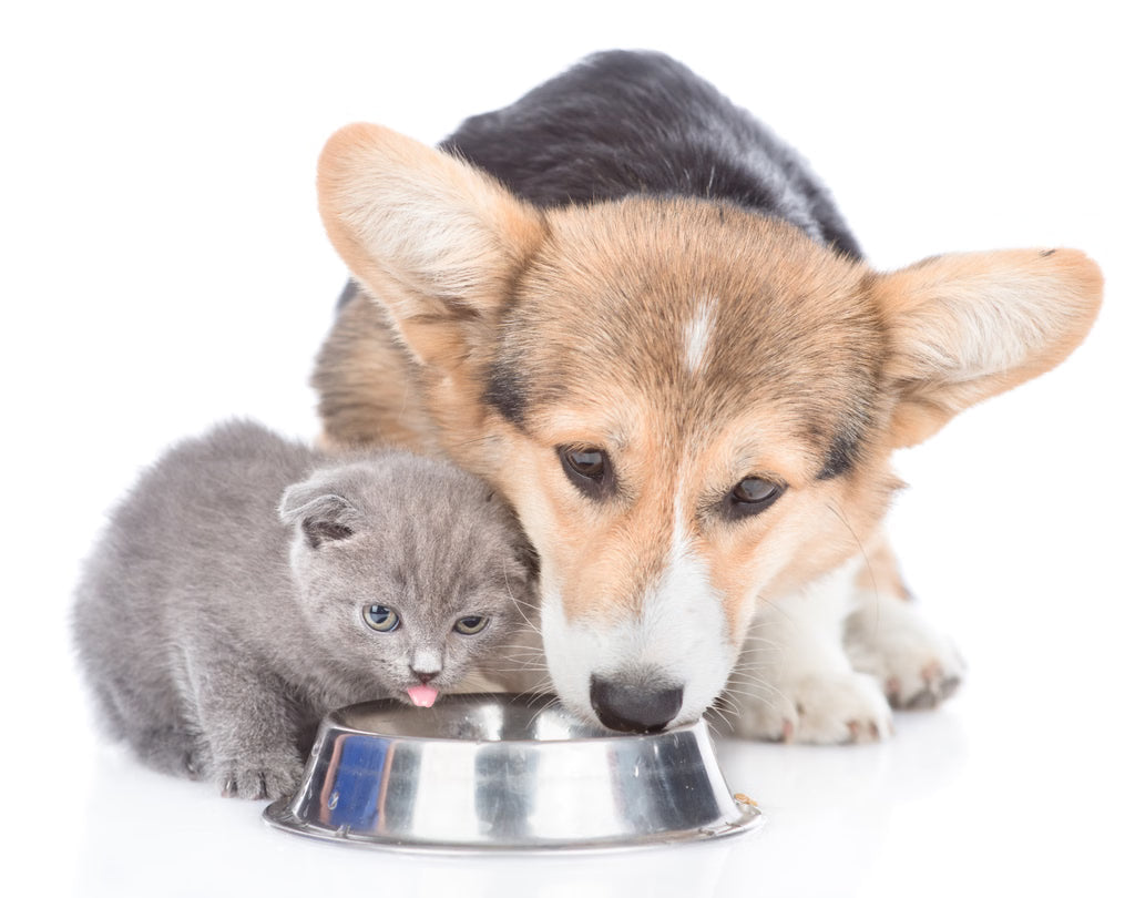 Keeping Your Cats and Dogs Cool During Summer Heat