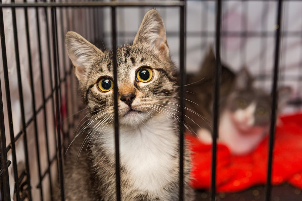 What to Look for When Adopting a Cat