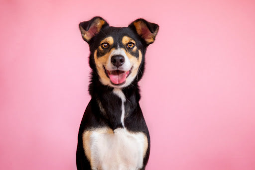 The Ultimate Guide to Spaying a Dog: What Every Pet Owner Needs to Know