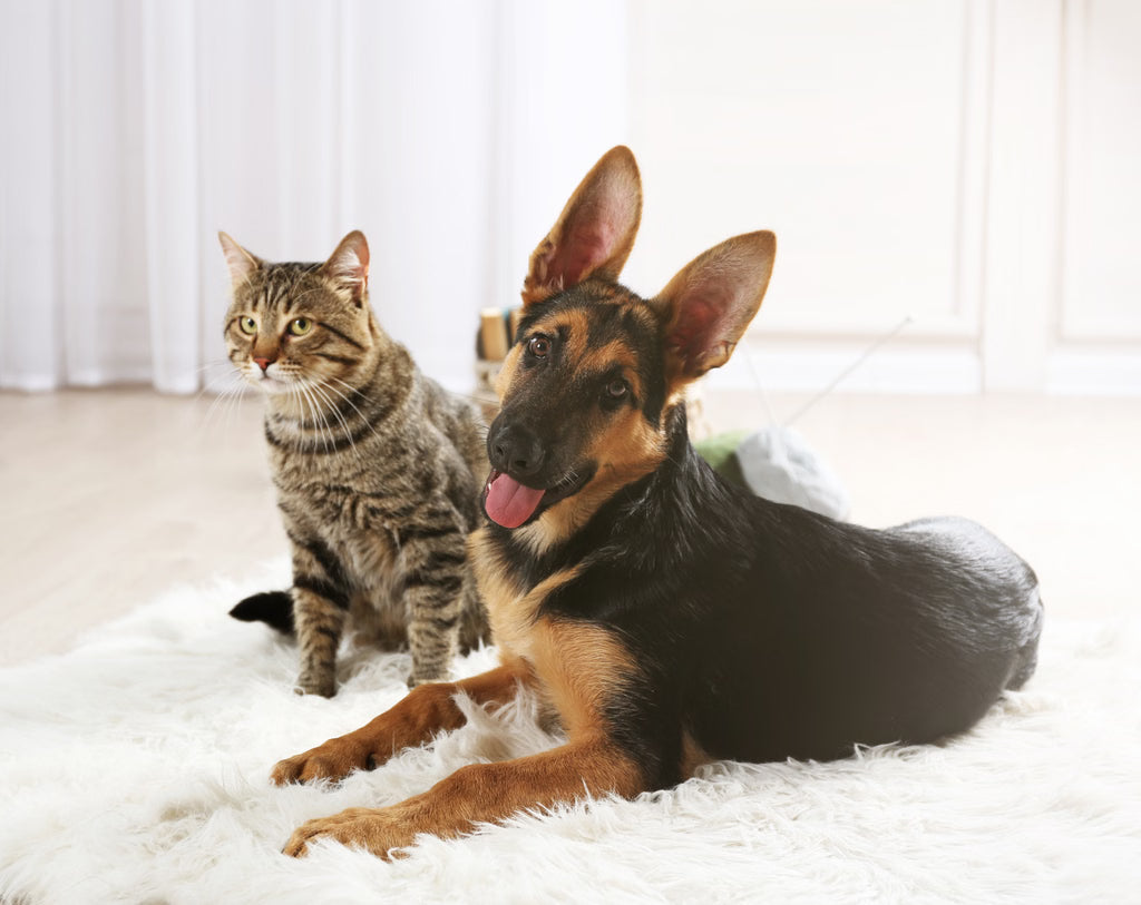 Cats vs. Dogs: Understanding Different Communication Styles