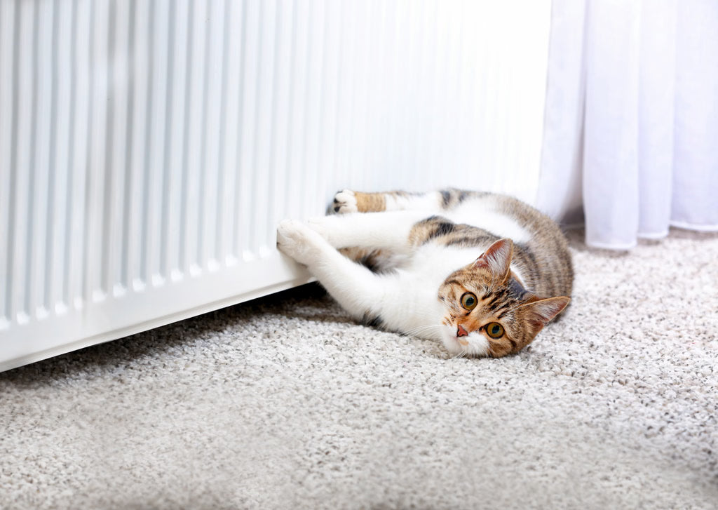 Nighttime Zoomies: Why Cats Get Hyper at Night