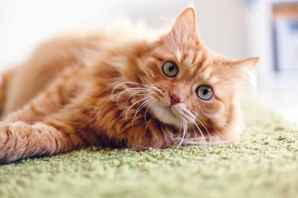 Why Do Cats Purr? Understanding the Mystery of Your Feline Friend's Sounds