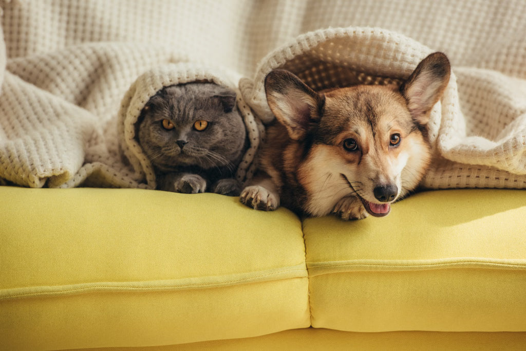 Managing Pet Sibling Rivalry: What to Do When Cats and Dogs Don’t Get Along