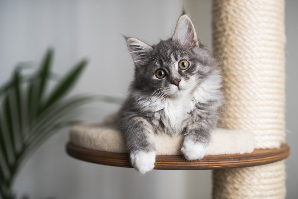 The Best Cat Trees and Furniture for Active Cats