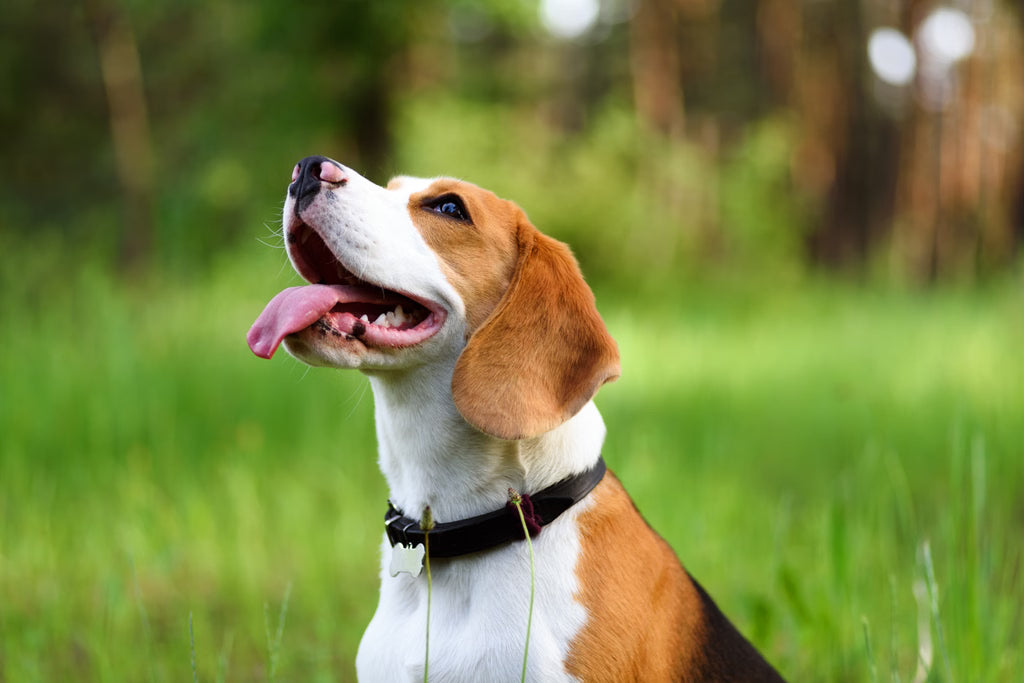 How to Choose the Right Dog Collar