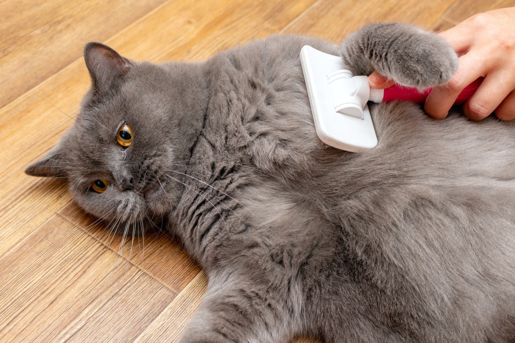 How to Keep Your Cat’s Coat Shiny and Healthy