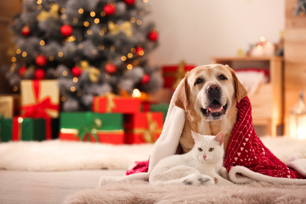 How to Celebrate the Holidays with Both Cats and Dogs