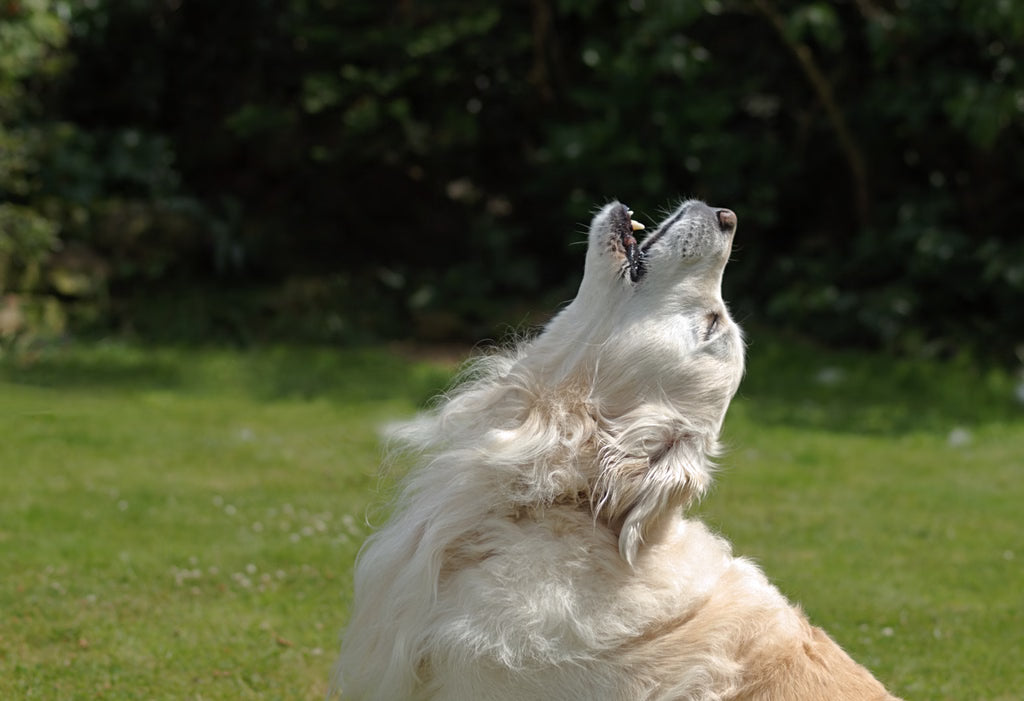 How to Manage Excessive Barking in Dogs