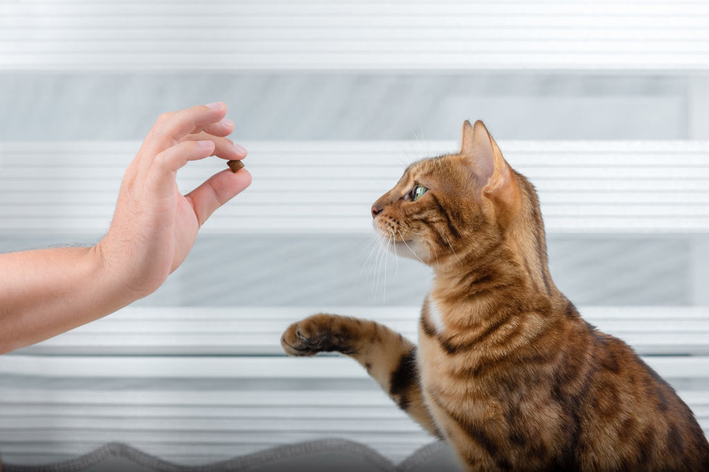 The Power of Positive Reinforcement for Cats