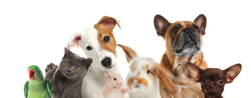Living in Harmony: Tips for Managing a Multi-Pet Household