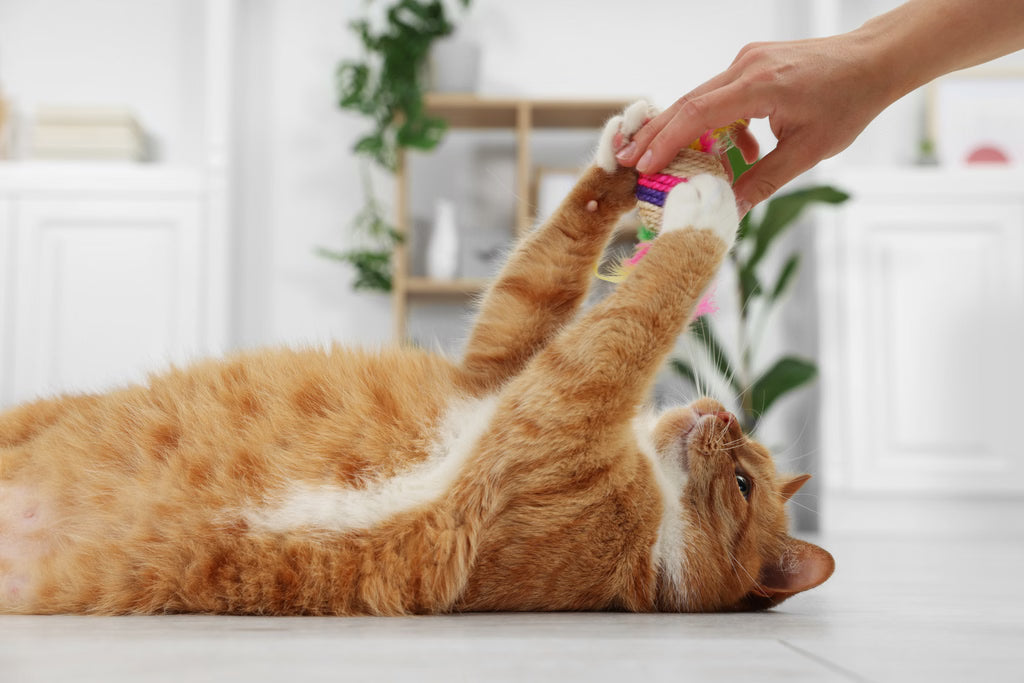 The Most Common Mistakes Cat Owners Make (and How to Avoid Them)