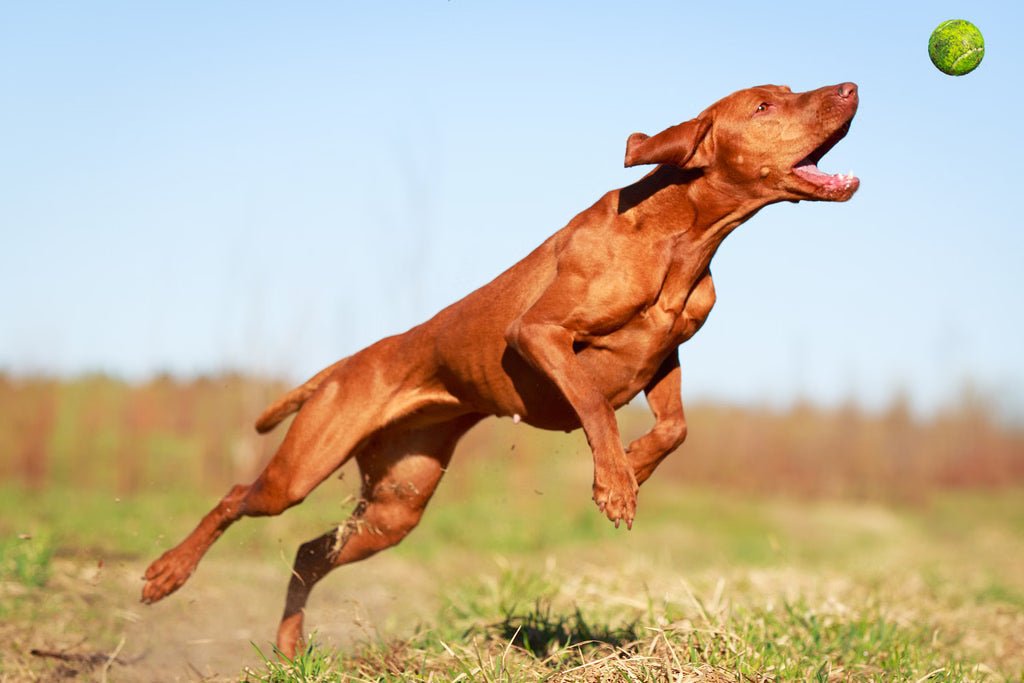 The Most Energetic Dog Breeds (And How to Keep Up!)