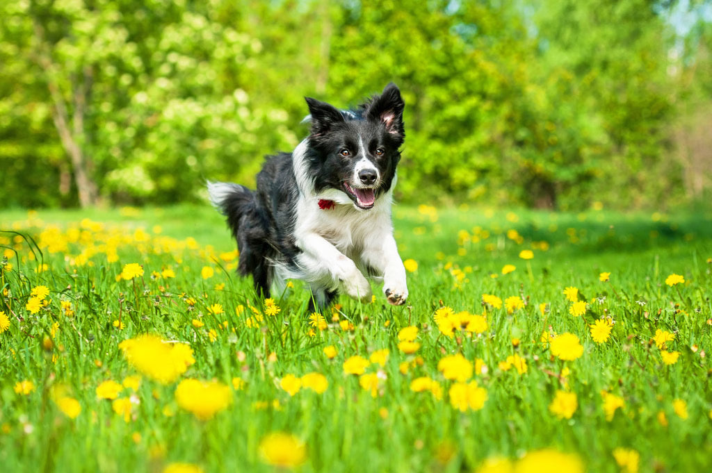 How to Choose the Right Dog Breed for Your Lifestyle