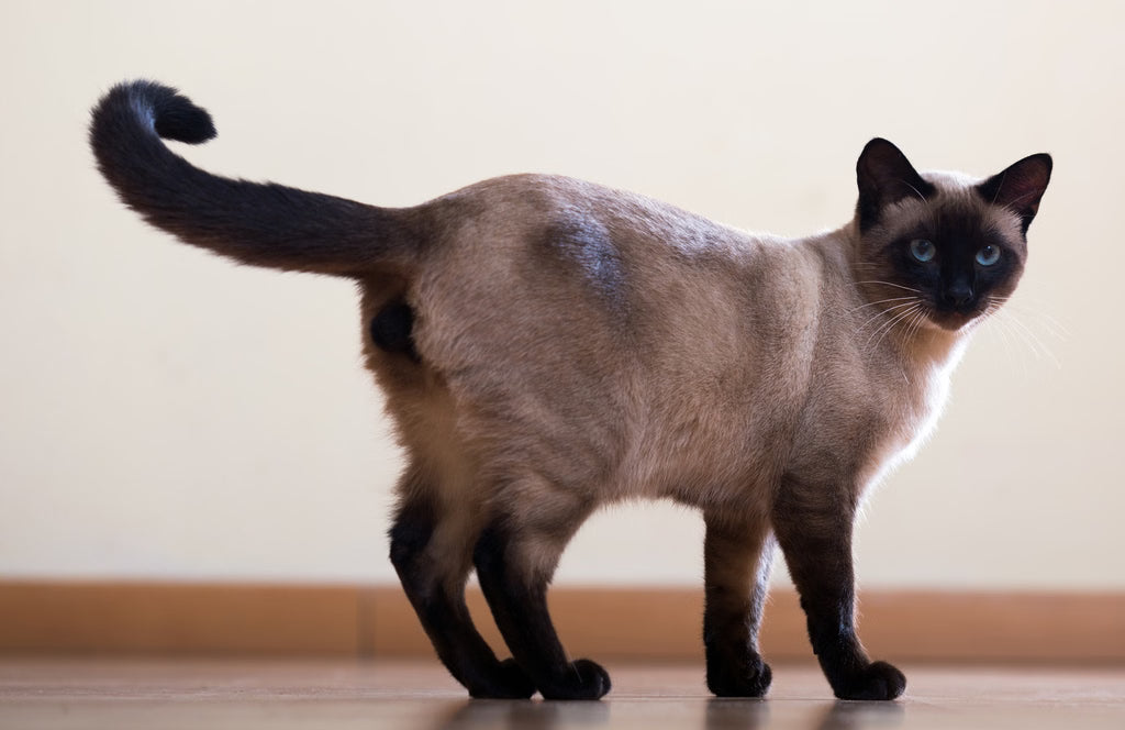 How to Decode Your Cat’s Tail Movements