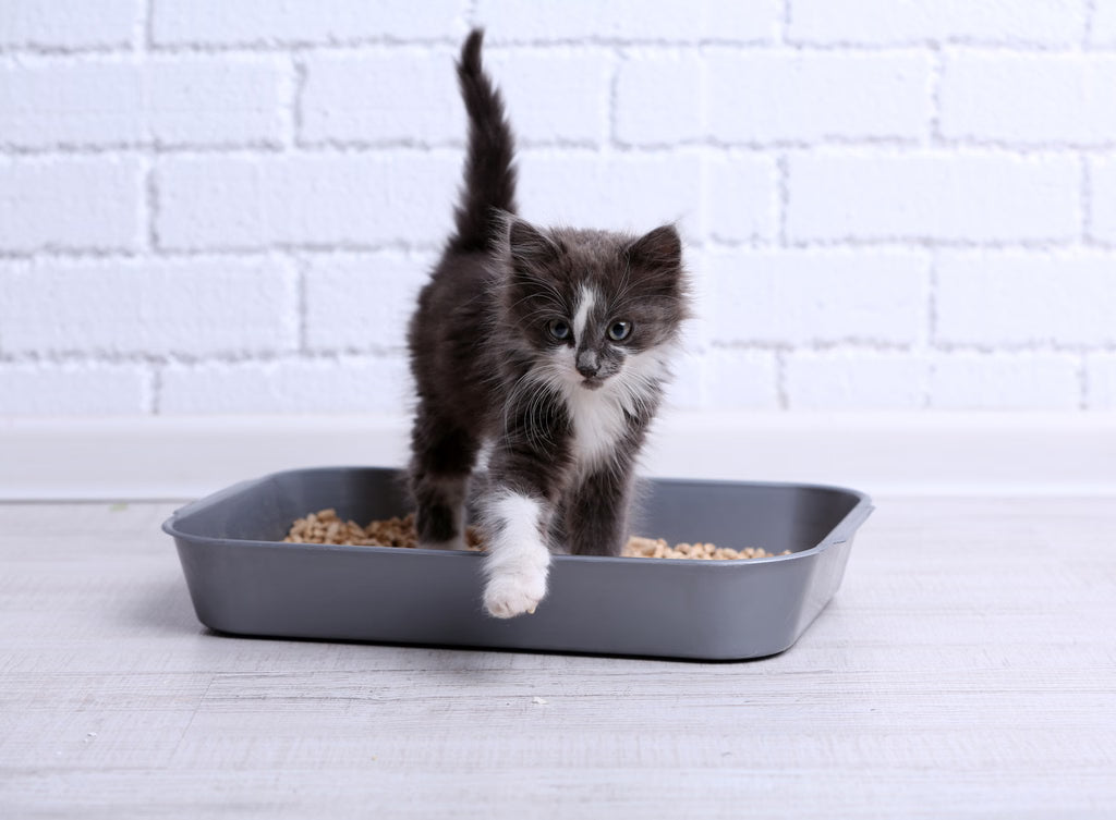 How Often Should You Clean Your Cat’s Litter Box?