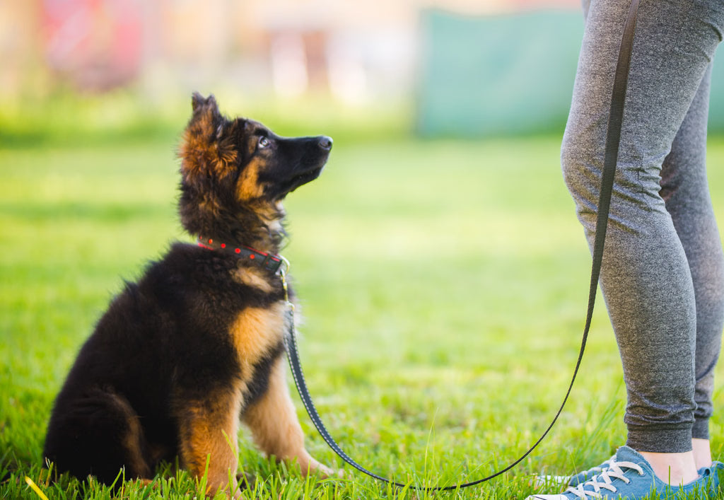 10 Essential Dog Training Commands Every Dog Should Know