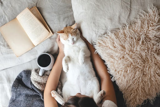 The Basic of Cat Ownership: Are You a Qualified Cat Owner?