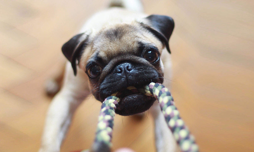 Why Do Pets Ruin Your Stuff and How to Stop Them