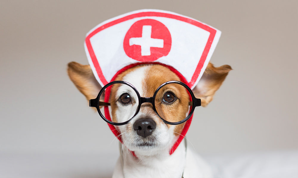 Your Dog-tor is In: Pet Therapy for Hospital Patients