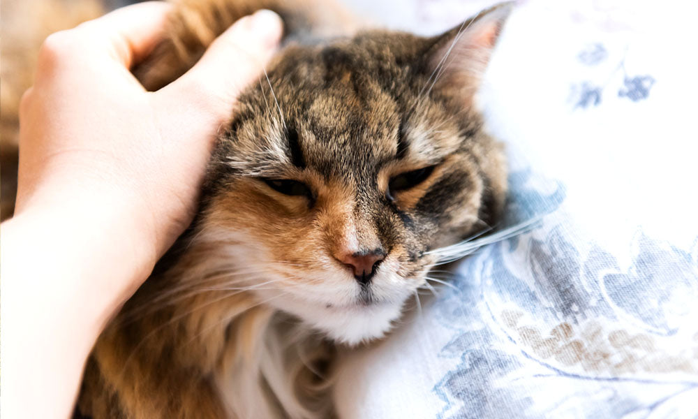 7 Strange Behaviors That May Be Signs Your Cat Is Sick