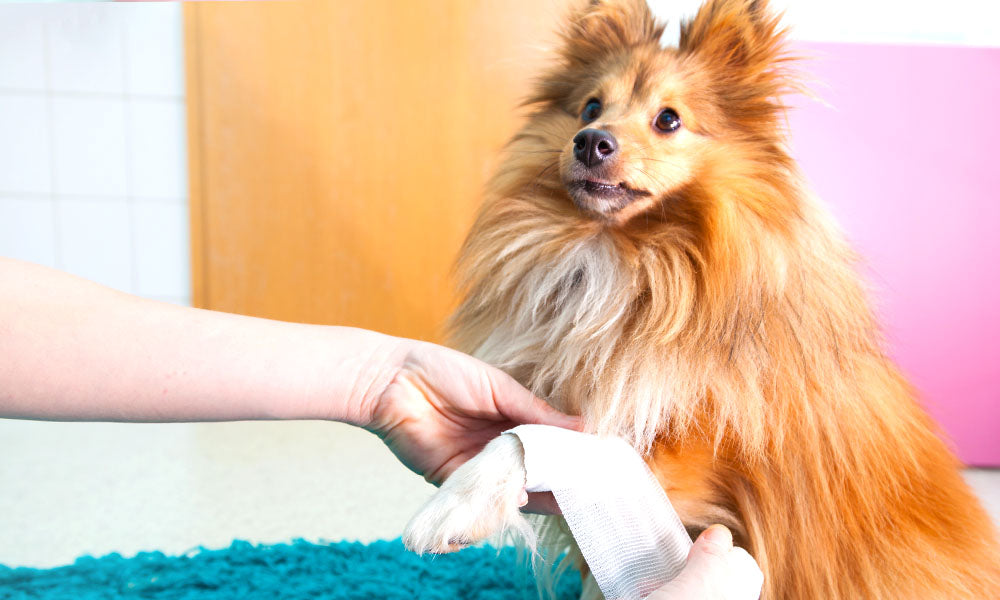 National Pet First Aid Awareness Month: What Is It and Its Importance