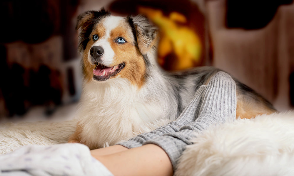 9 Do's and Don'ts to Keep Your Dog Safe This Winter