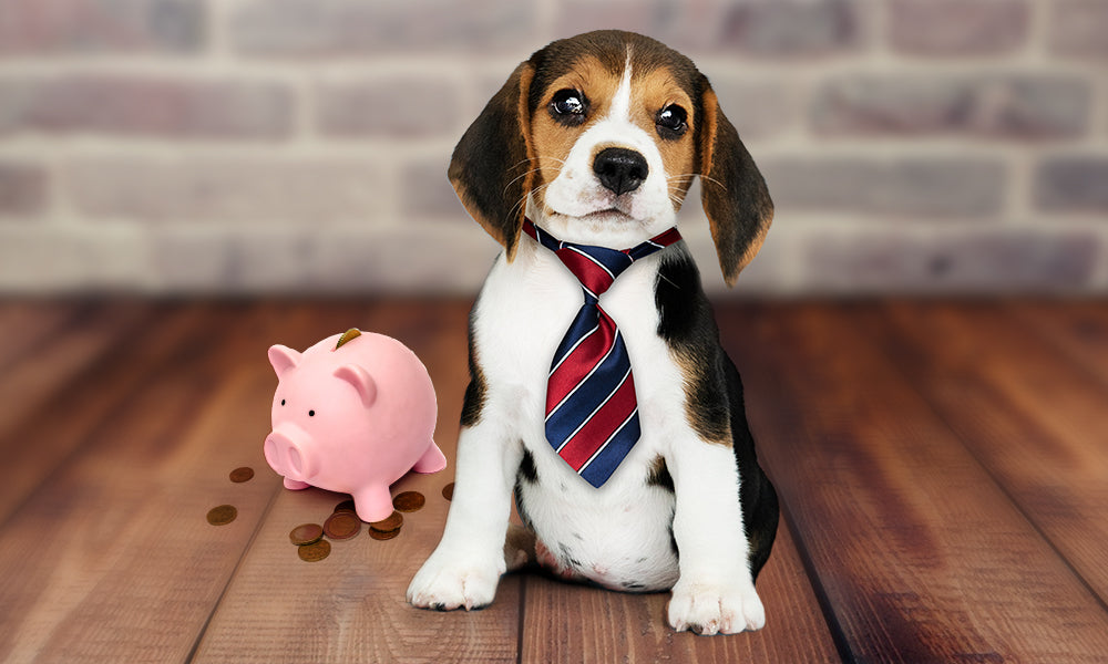 Is Pet Insurance Worth It? Let us Weigh Its Pros and Cons