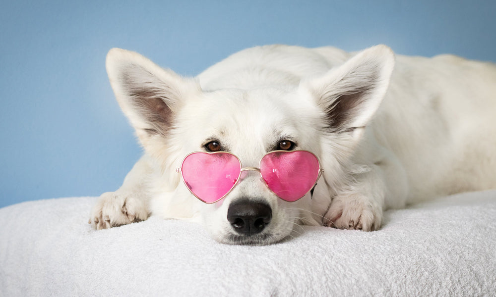 5 Biggest Trends in the Pet Industry in 2020