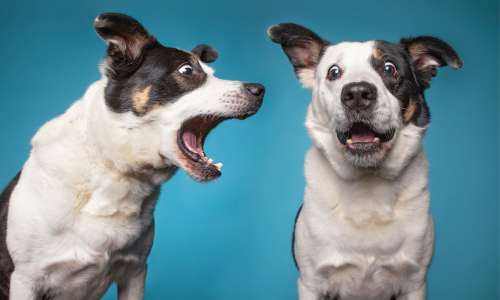 Why Do Dogs Bark and How to Reduce It