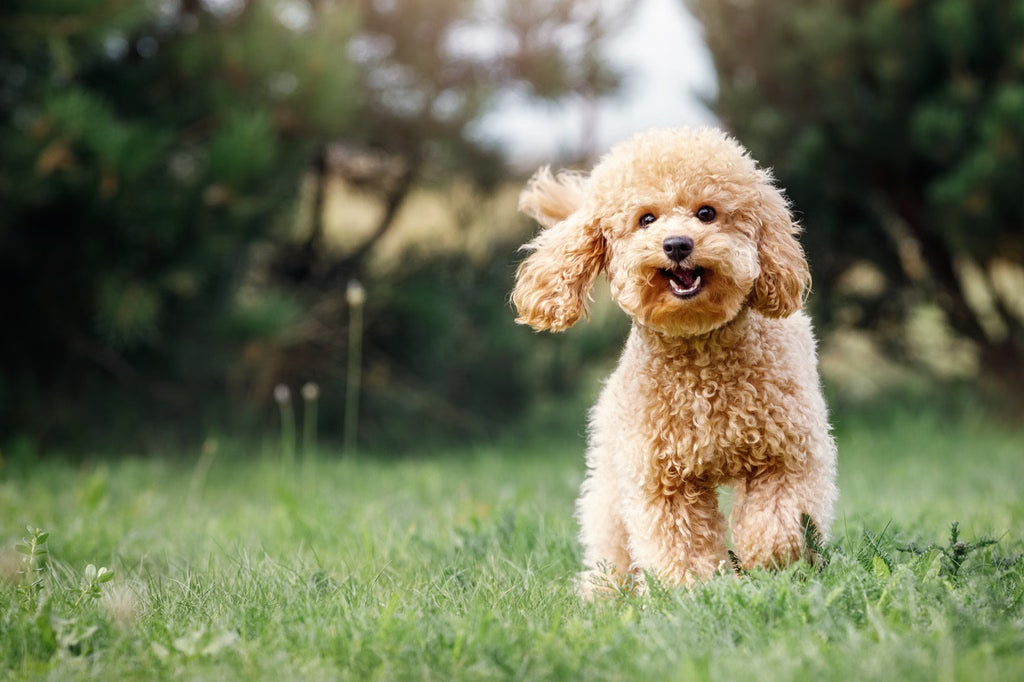 The Best Hypoallergenic Dog Breeds for Allergy Sufferers