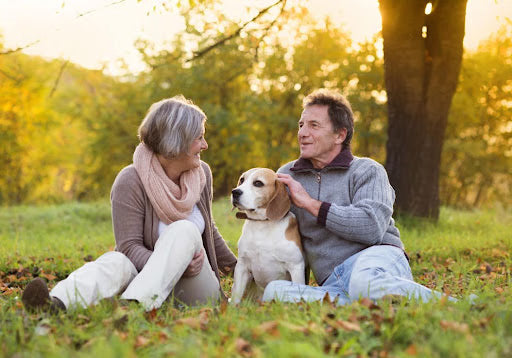 7 Reasons Why You Should Adopt a Senior Pet