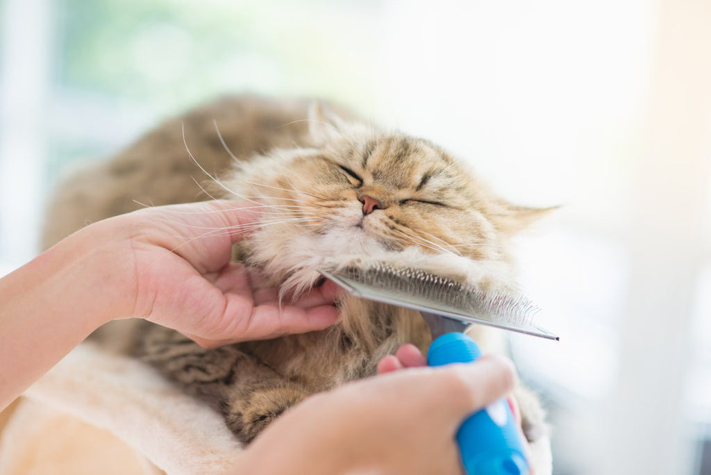 How to Clean Cat Hair from Furniture