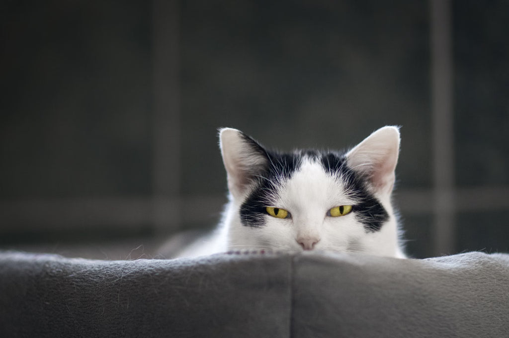 Why Does My Cat Stare at Me? Understanding Feline Behavior