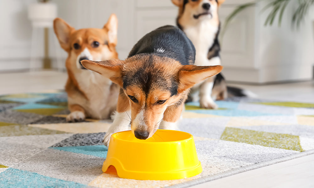 It’s Summertime! How Can You Prevent Pet Dehydration?