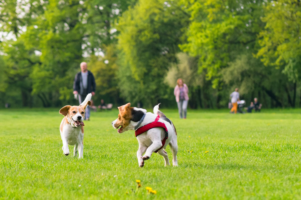 Dog Park Etiquette: Do’s and Don’ts for a Great Visit
