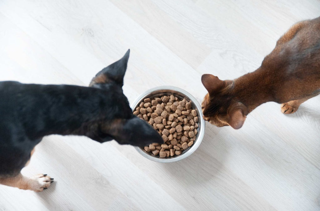 How to Build a Joint Feeding Routine for Cats and Dogs