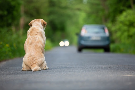 Why Do People Abandon Their Pets? 4 Reasons Why Pet Abandonment Is Still Prevalent