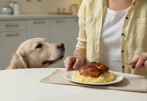 5 Ways to Deal With Your Dog Begging for Food