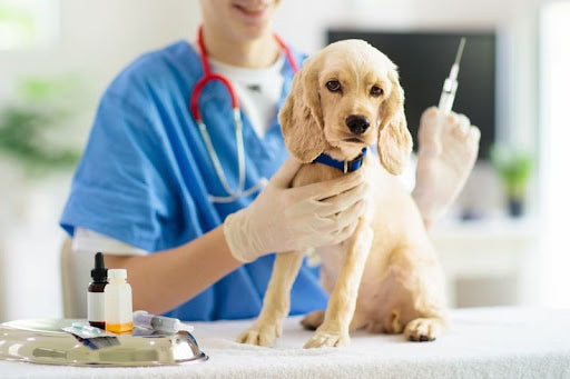 Protect Your Dog From Common Illnesses Through Complete Vaccination