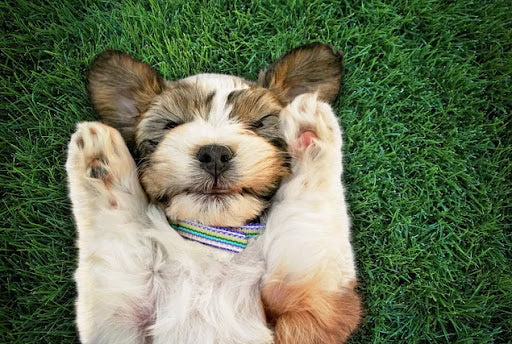 Pet Parent Must-Know: 4 Pet Health Issues of Mixed-Breed Dogs