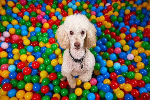 Should You Take Your Dog to a Daycare for Animals?