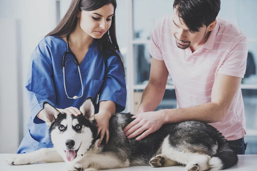5 Warning Signs You’re Still Not Ready to Be a Responsible Pet Owner