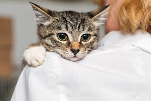 4 Questions to Ask Yourself Before Going Through the Cat Adoption Process