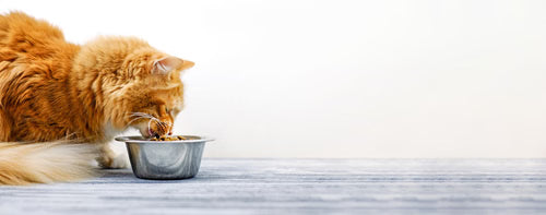 Cat Nutrition 101: The Basics of Feline Feeding and Cat Diets