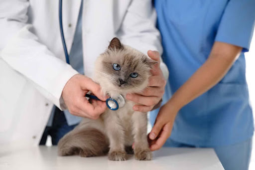 7 Types of Cat Preventive Care New Cat Parents Should Consider