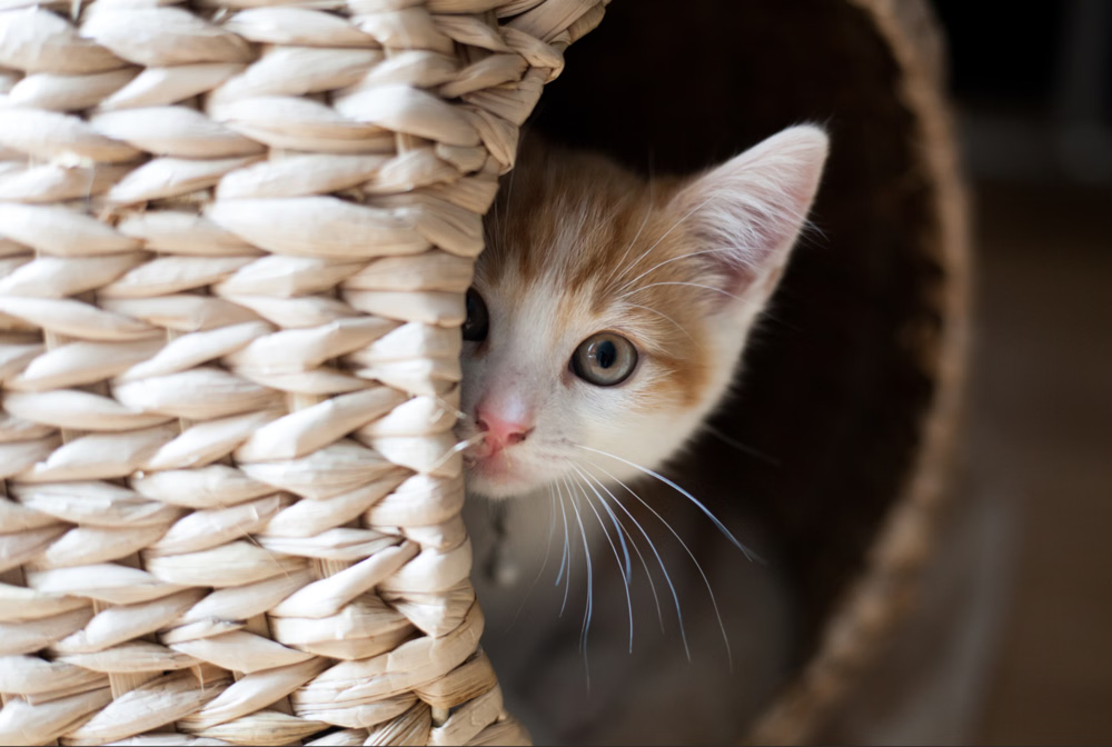 The Science Behind Pets’ Favorite Hiding Spots