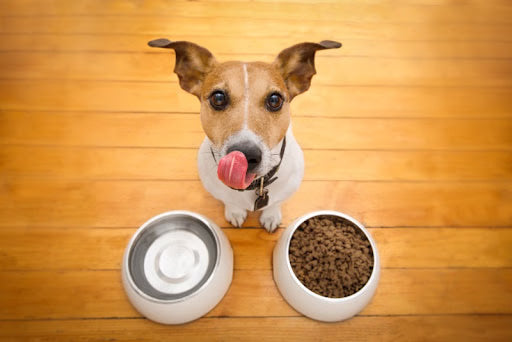 A Dog Parent’s Guide to Changing Dog Food