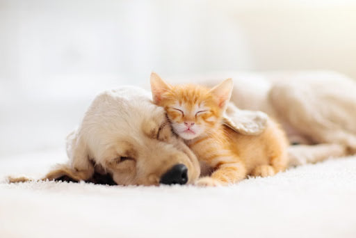 A Pet Owner’s Starter Guide to Pet Vitamins and Supplements