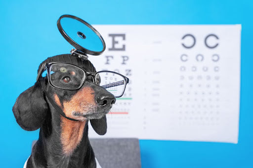 5 Dog Eye Exams You Can Do at Home to Check Your Dog’s Eyesight