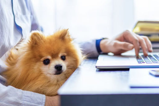 9 Tips for a Fun and Meaningful National Take Your Dog to Work Day